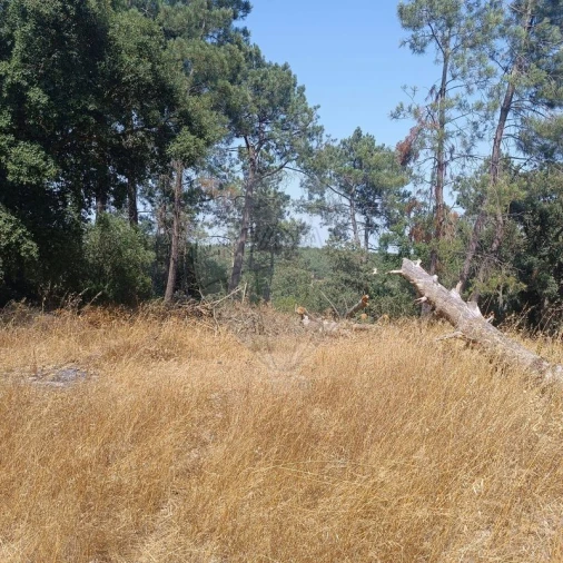 Terreno para Venda em Cartaxo e Vale da Pinta Foto 6
