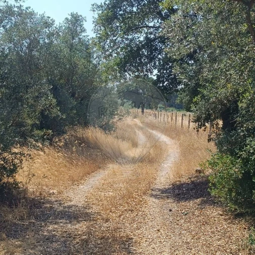 Terreno para Venda em Cartaxo e Vale da Pinta Foto 4