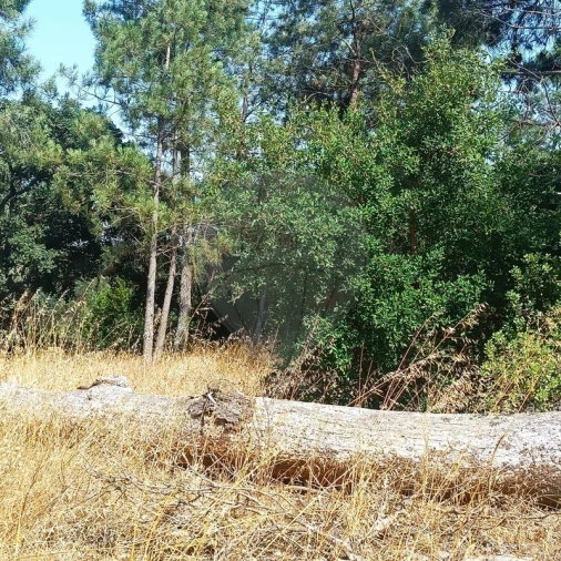 Terreno para Venda em Cartaxo e Vale da Pinta Foto 5