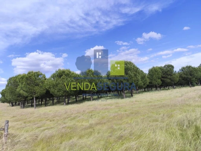 Terreno para Venda em Amareleja Foto 3