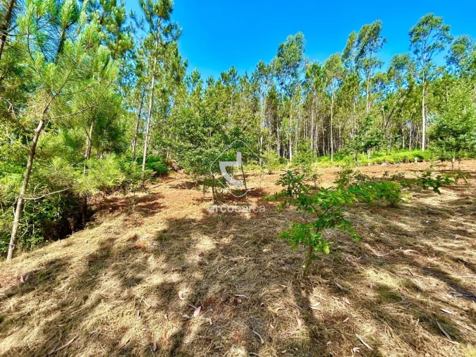 Terreno para Venda em Vale Foto 11