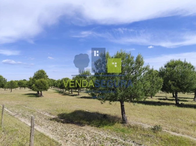 Terreno para Venda em Amareleja Foto 2