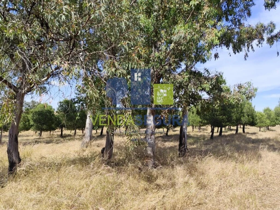 Terreno para Venda em Amareleja Foto 4