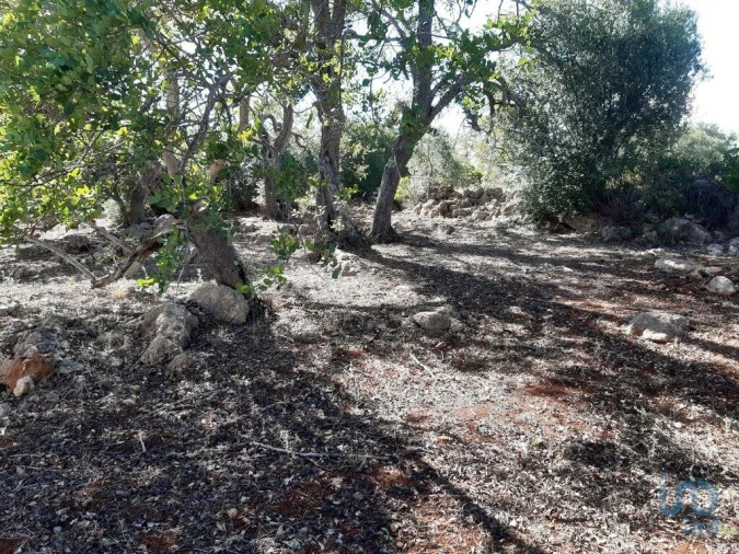 Terreno para Venda em Alte Foto 1