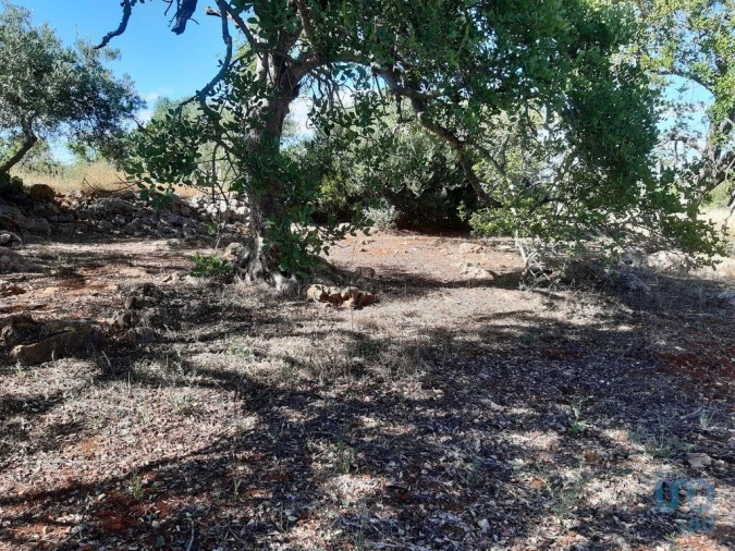 Terreno para Venda em Alte Foto 2