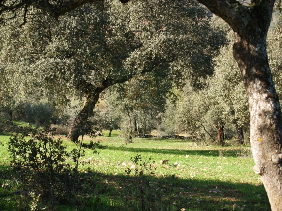 Terreno para Venda em Monfortinho e Salvaterra do Extremo Foto 18