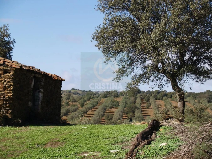 Terreno para Venda em Monfortinho e Salvaterra do Extremo Foto 22