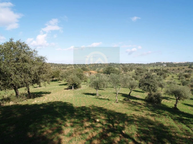 Terreno para Venda em Monfortinho e Salvaterra do Extremo Foto 10
