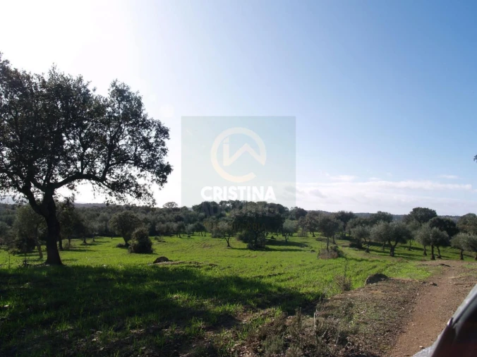 Terreno para Venda em Monfortinho e Salvaterra do Extremo Foto 6
