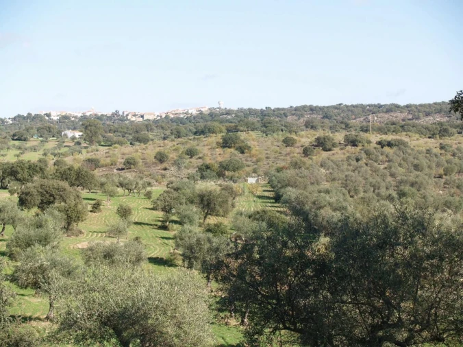 Terreno para Venda em Monfortinho e Salvaterra do Extremo Foto 7
