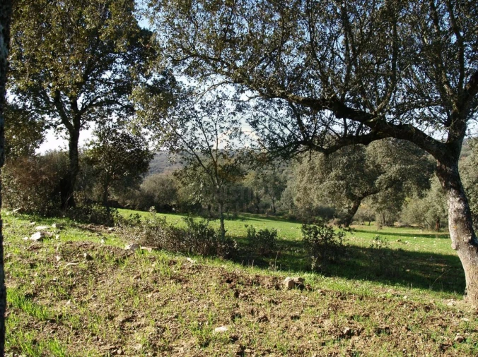 Terreno para Venda em Monfortinho e Salvaterra do Extremo Foto 16