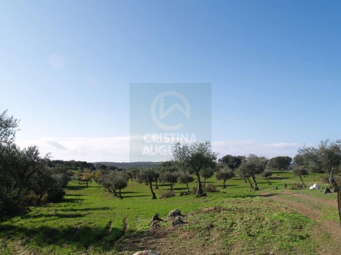 Terreno para Venda em Monfortinho e Salvaterra do Extremo Foto 19