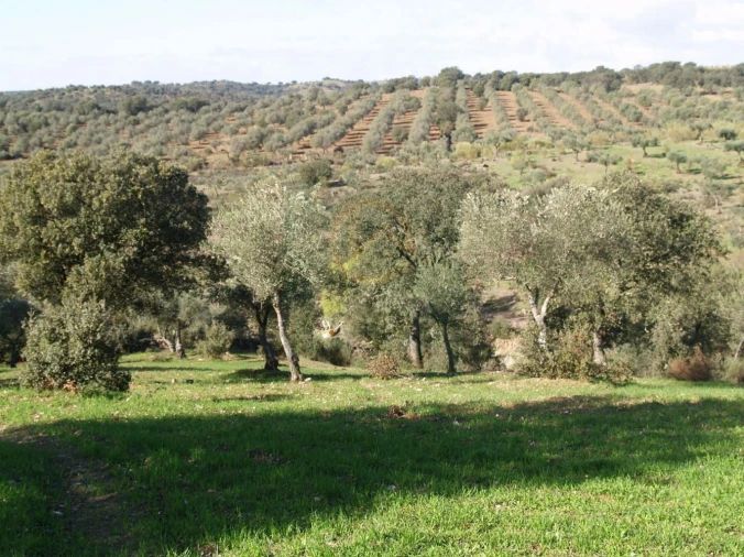 Terreno para Venda em Monfortinho e Salvaterra do Extremo Foto 21