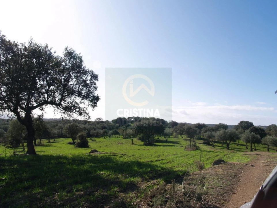 Terreno para Venda em Monfortinho e Salvaterra do Extremo Foto 6