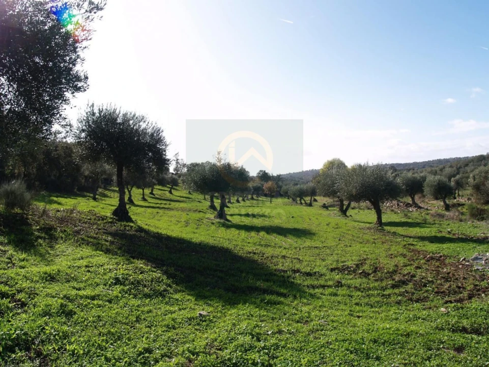 Terreno para Venda em Monfortinho e Salvaterra do Extremo Foto 13