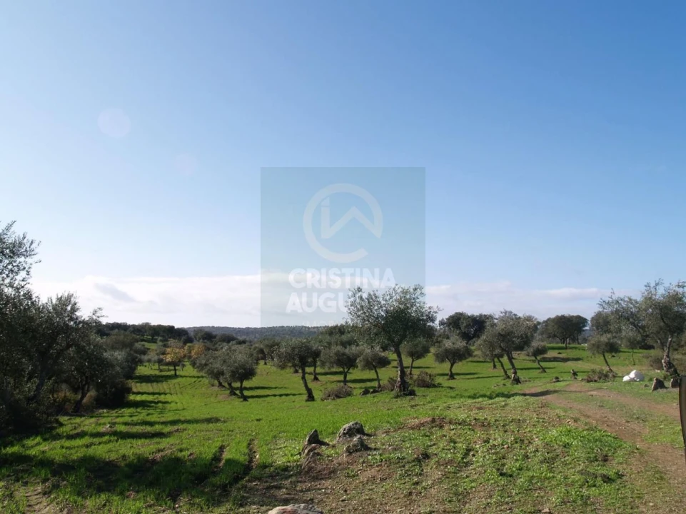 Terreno para Venda em Monfortinho e Salvaterra do Extremo Foto 19