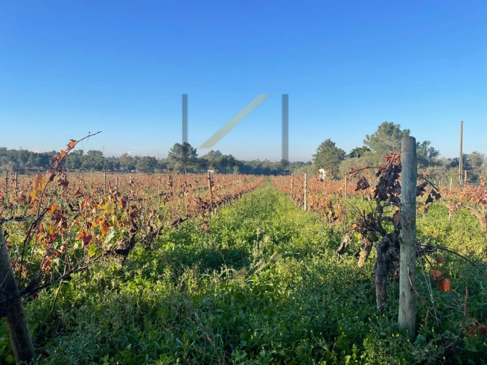 Terreno Agricola ou Rústico para Venda em Quinta do Anjo Foto 2