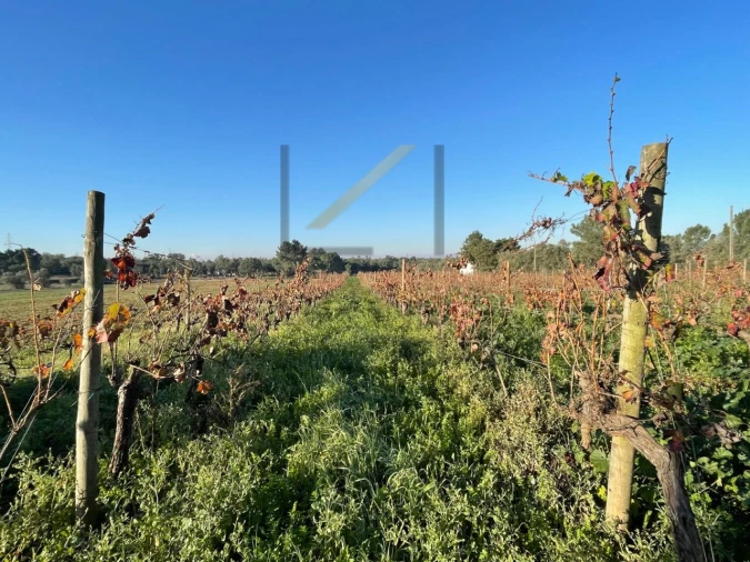 Terreno Agricola ou Rústico para Venda em Quinta do Anjo Foto 4