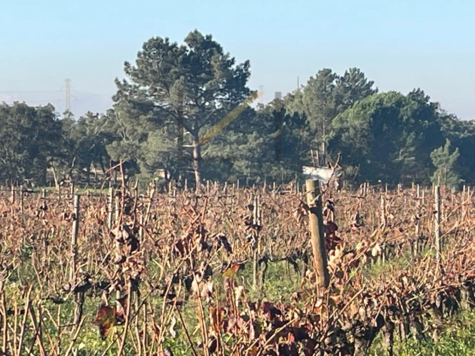 Terreno Agricola ou Rústico para Venda em Quinta do Anjo Foto 6