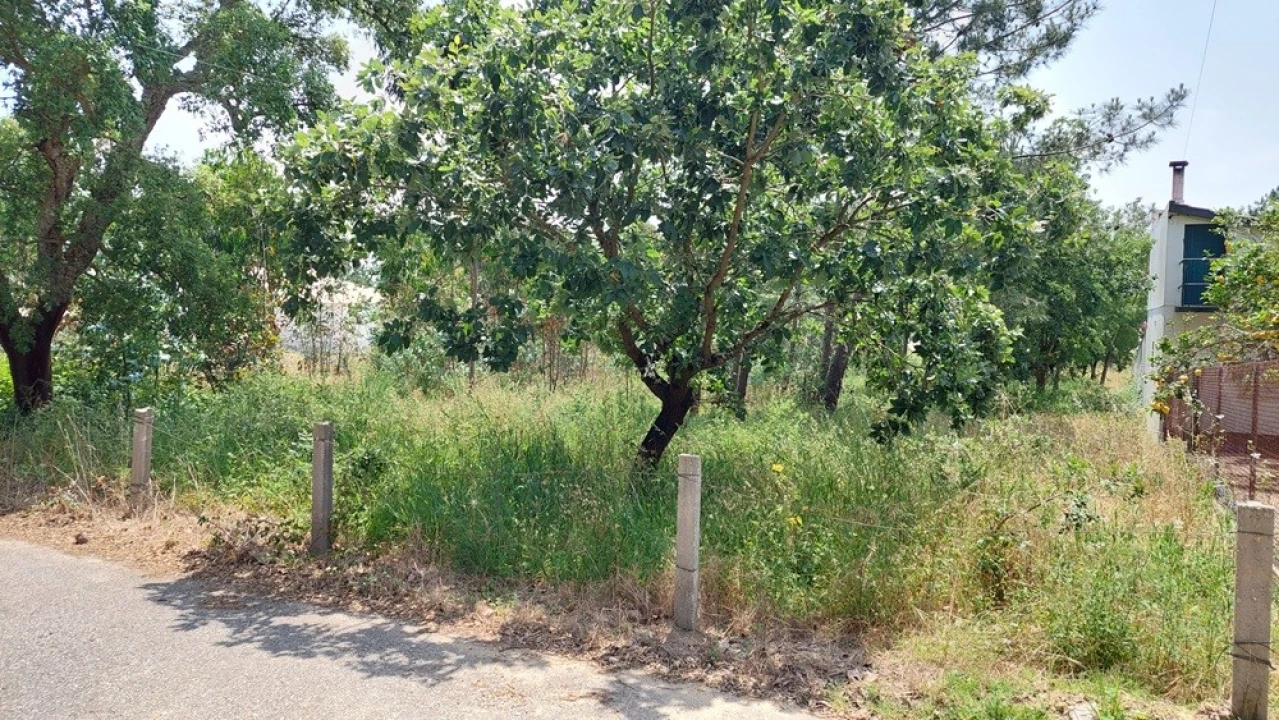 Terreno para Venda em Monte Real e Carvide Foto 3