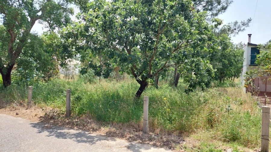 Terreno para Venda em Monte Real e Carvide Foto 3