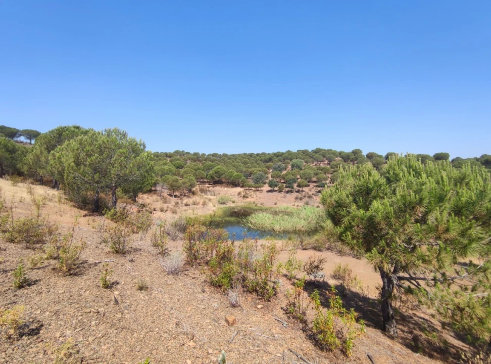 Terreno Misto para Venda em Azinhal Foto 12