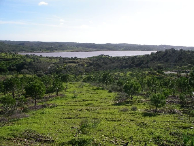 Terreno Misto para Venda em Azinhal Foto 4