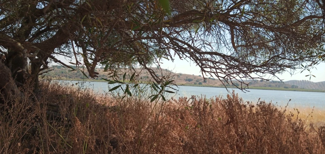 Terreno Misto para Venda em Azinhal Foto 8