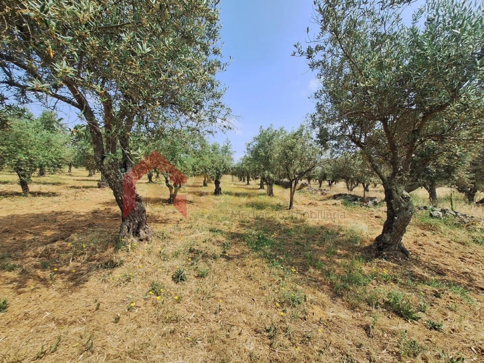 Quinta T4 para Venda em São Bras e São Lourenço Foto 45