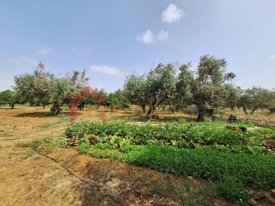 Quinta T4 para Venda em São Bras e São Lourenço Foto 47