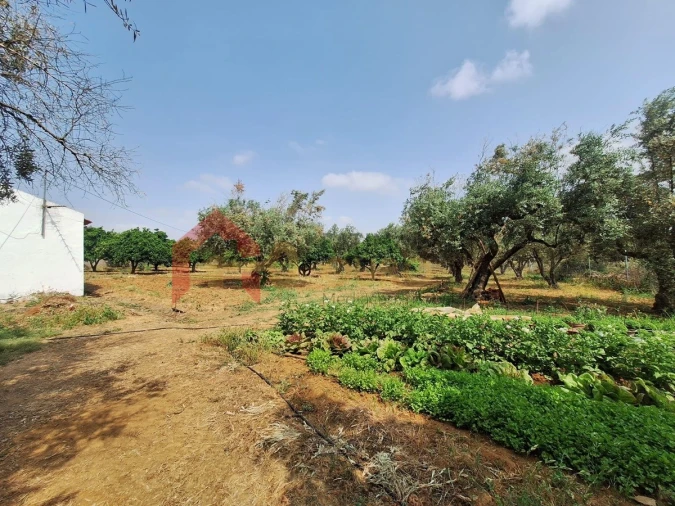 Quinta T4 para Venda em São Bras e São Lourenço Foto 42