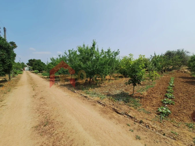 Quinta T4 para Venda em São Bras e São Lourenço Foto 43