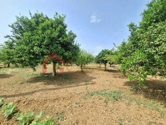 Quinta T4 para Venda em São Bras e São Lourenço Foto 46