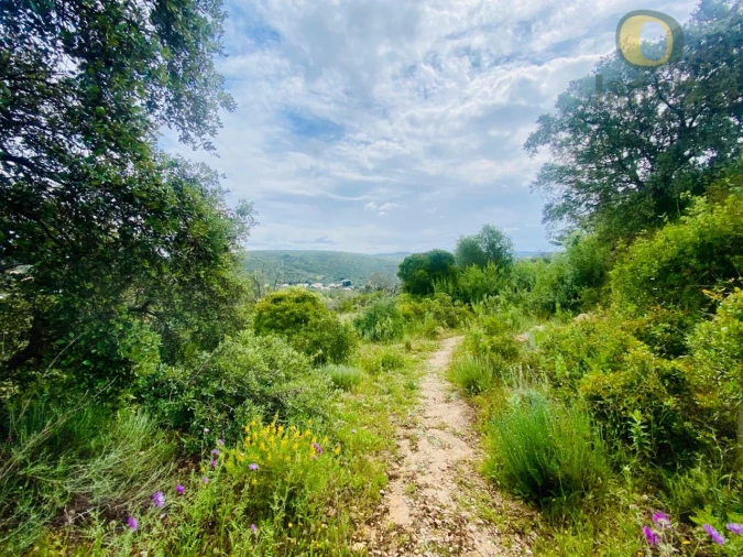 Terreno para Venda em Loule (São Sebastião) Foto 4