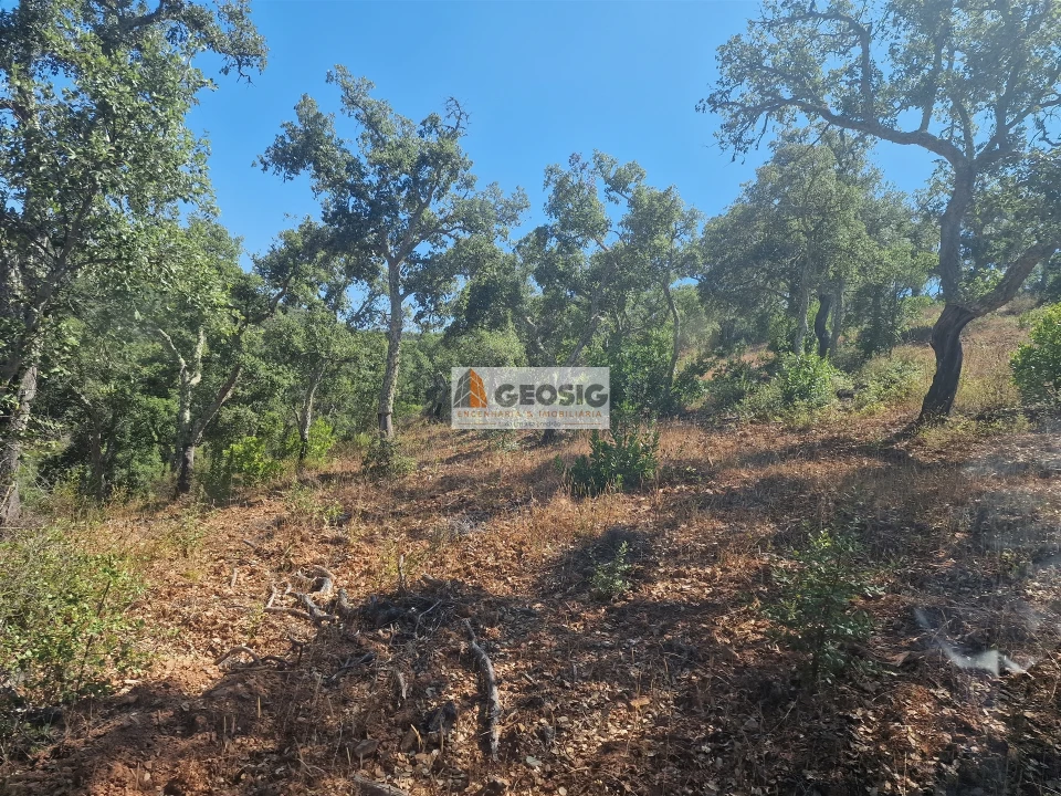 Terreno Agricola ou Rústico para Venda em Santana da Serra Foto 9