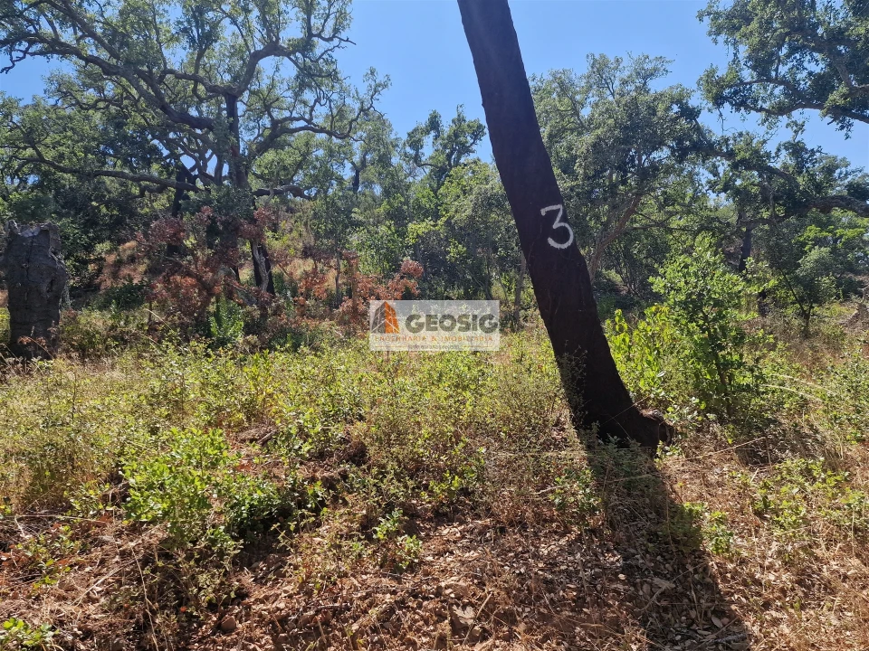 Terreno Agricola ou Rústico para Venda em Santana da Serra Foto 12