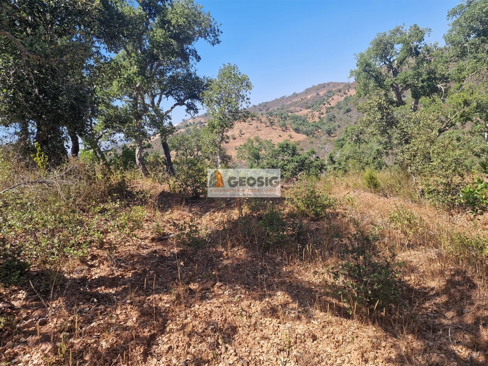 Terreno Agricola ou Rústico para Venda em Santana da Serra Foto 7
