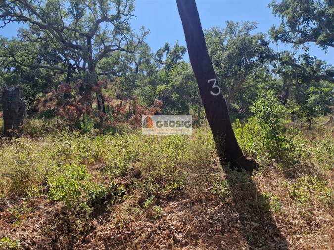 Terreno Agricola ou Rústico para Venda em Santana da Serra Foto 12