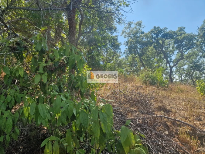 Terreno Agricola ou Rústico para Venda em Santana da Serra Foto 18