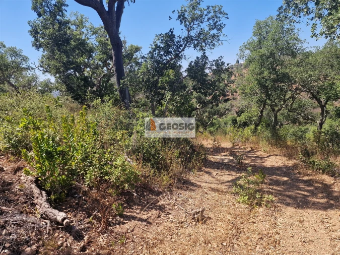 Terreno Agricola ou Rústico para Venda em Santana da Serra Foto 10