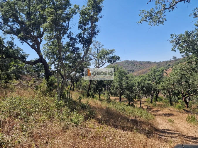 Terreno Agricola ou Rústico para Venda em Santana da Serra Foto 11