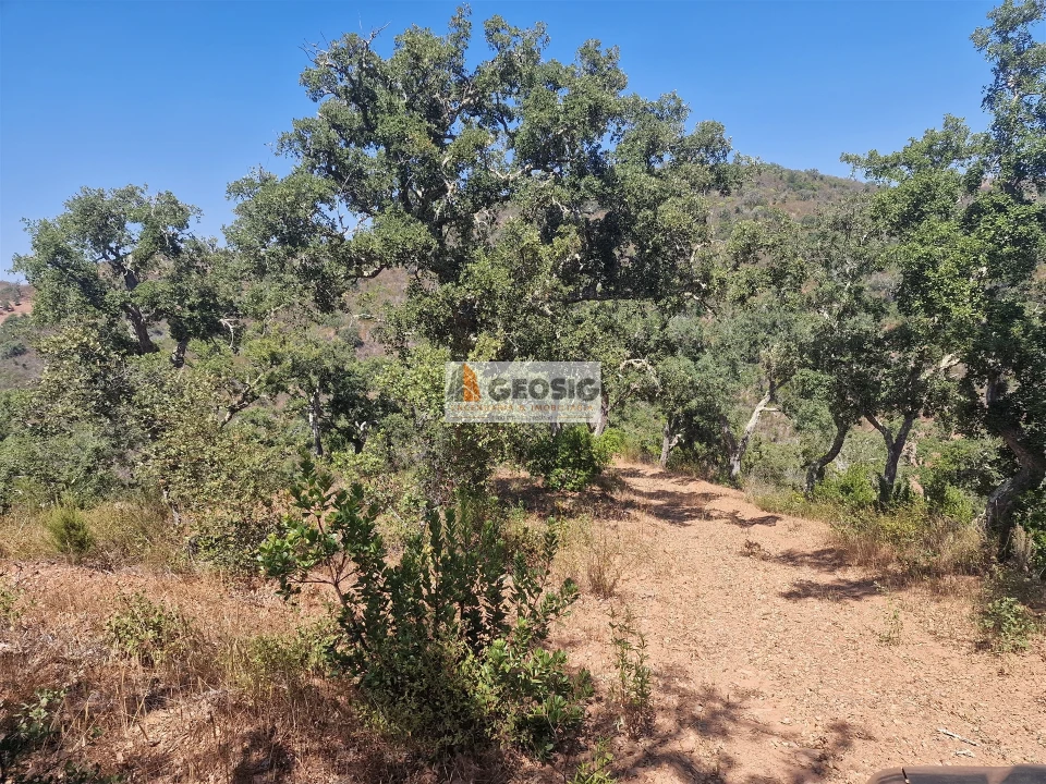 Terreno Agricola ou Rústico para Venda em Santana da Serra Foto 6