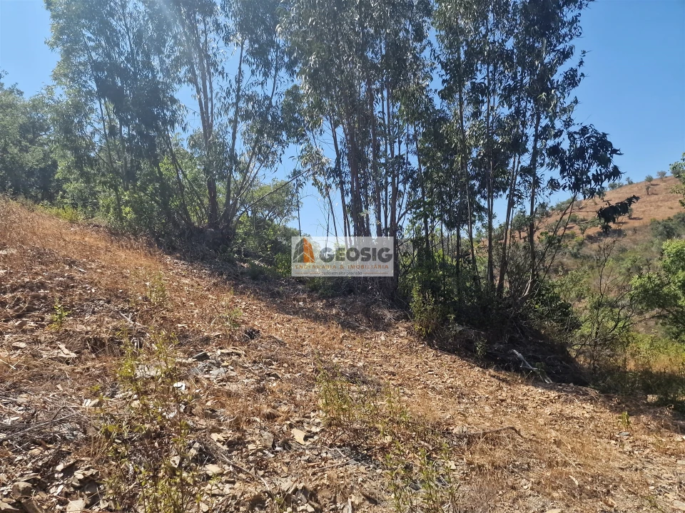 Terreno Agricola ou Rústico para Venda em Santana da Serra Foto 16