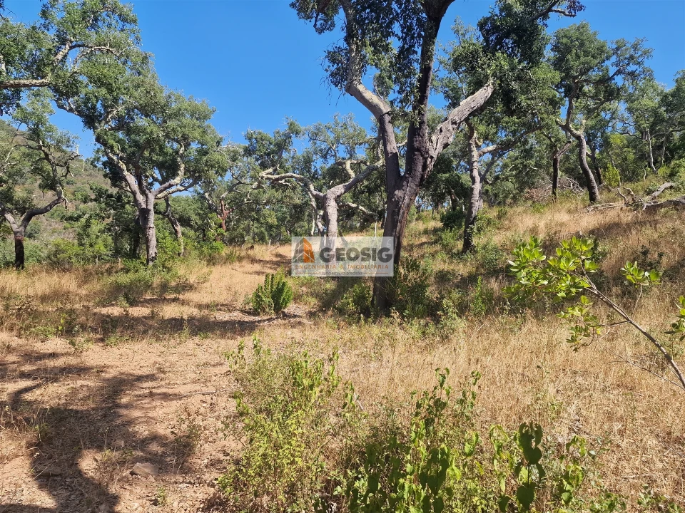 Terreno Agricola ou Rústico para Venda em Santana da Serra Foto 19
