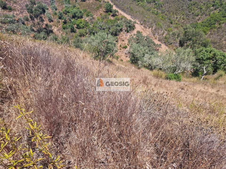 Terreno Agricola ou Rústico para Venda em Santana da Serra Foto 7