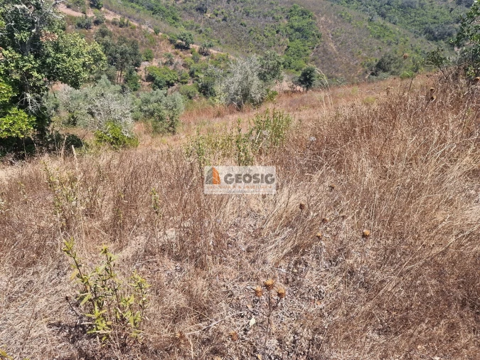 Terreno Agricola ou Rústico para Venda em Santana da Serra Foto 3