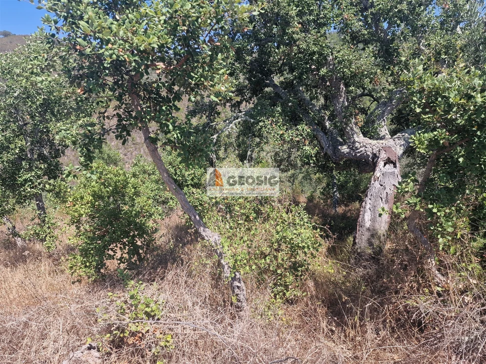 Terreno Agricola ou Rústico para Venda em Santana da Serra Foto 12