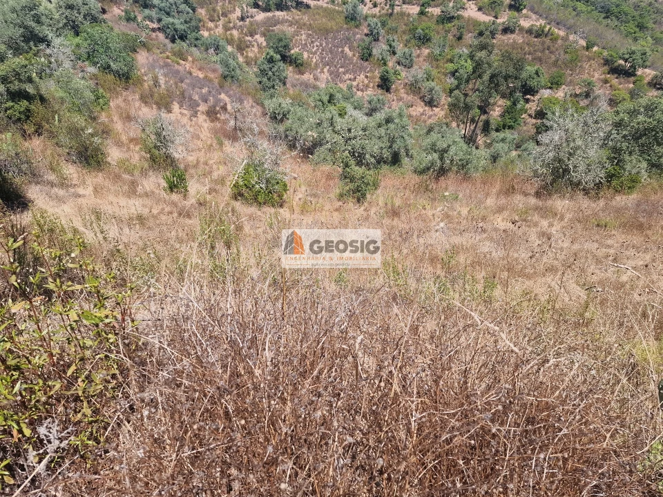 Terreno Agricola ou Rústico para Venda em Santana da Serra Foto 4