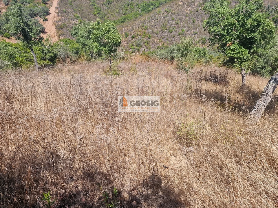 Terreno Agricola ou Rústico para Venda em Santana da Serra Foto 15