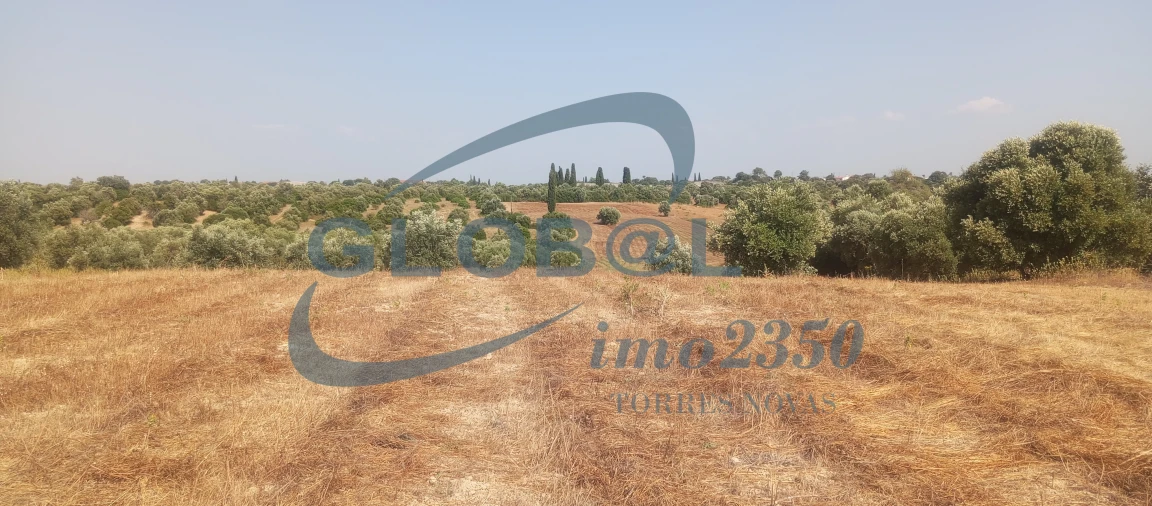 Terreno para Venda em Brogueira, Parceiros de Igreja e Alcorochel Foto 5